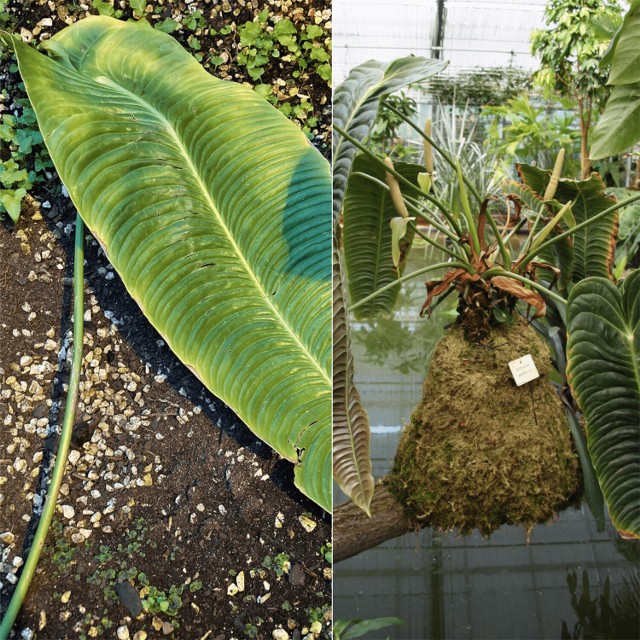Zdjęcie po prawej stronie obrazuje, jak by wyglądała dorosła forma rośliny, gdyby jej nie ukradziono