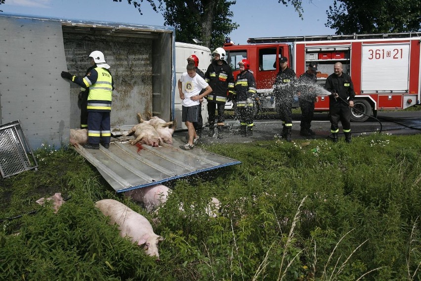 Wypadek ciężarówki ze świniami na trasie Legnica - Złotoryja (ZDJĘCIA)