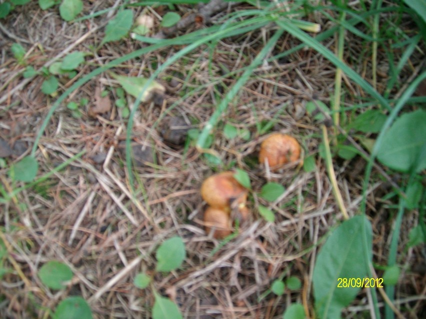 Taaaaaakie grzyby. Maślaki i pieczarki z wałbrzyskiego parku Sybiraków. Zdjęcia