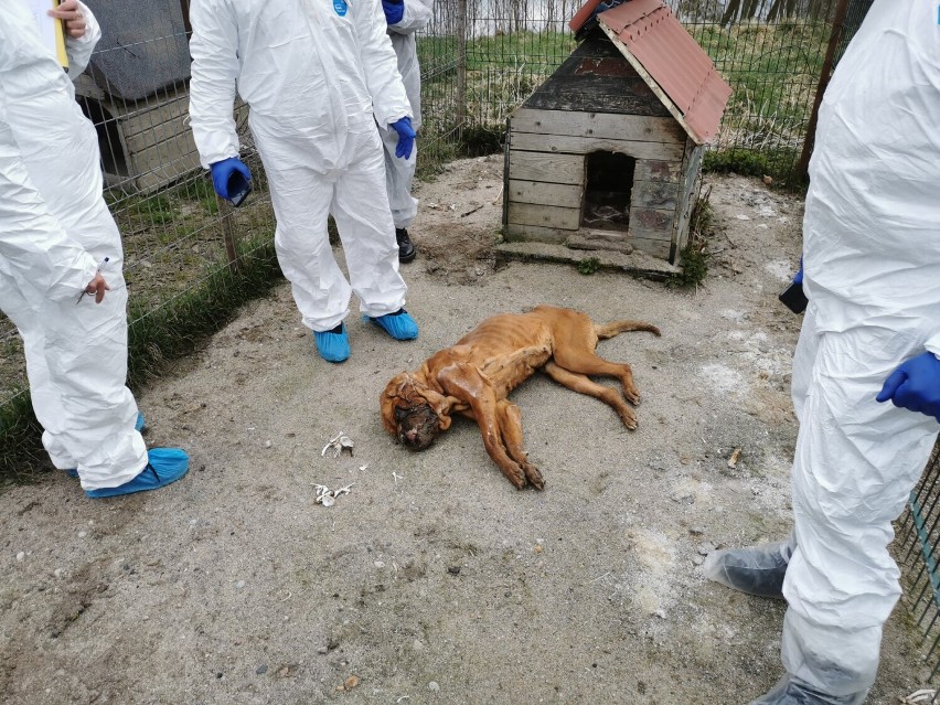 Właściciele pseudohodowli w Starej Hucie na wolności. Sąd zamienił areszt na poręczenie majątkowe