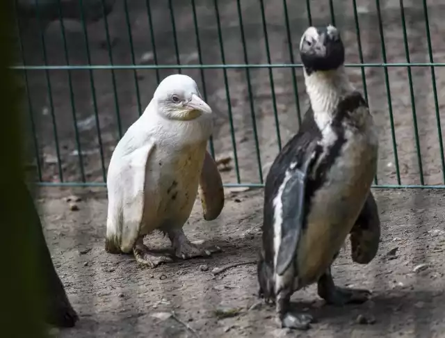 W gdańskim zoo urodził się pingwin albinos. To fenomen na skalę globu!