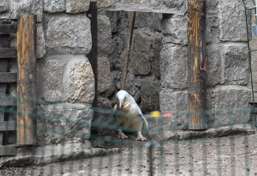 W gdańskim zoo urodził się pingwin albinos. To fenomen na...