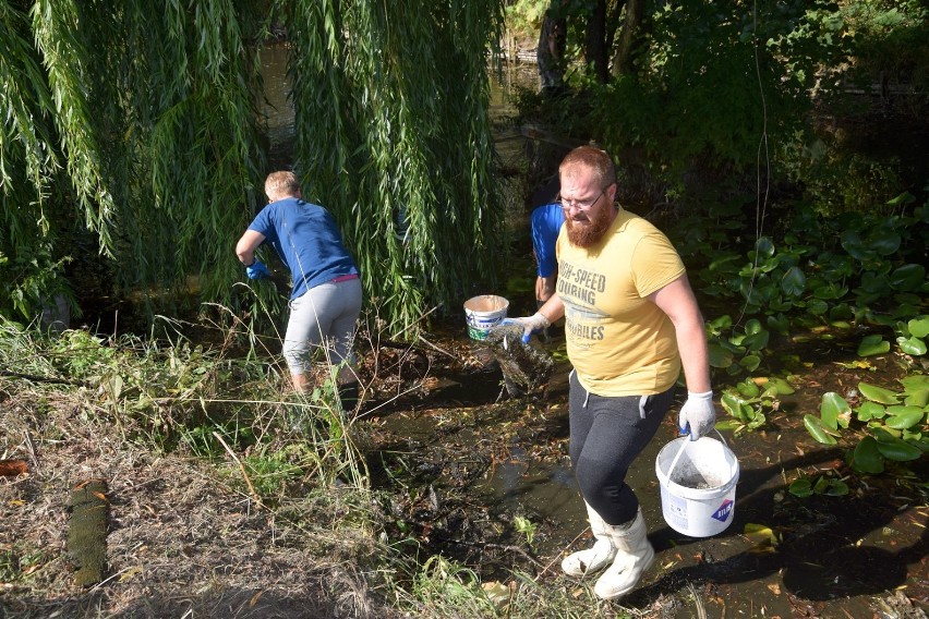 Sprzątanie Bolemki w Chodzieży: 30 osób oczyszczało rzeczkę w czynie społecznym. Zebrali 15 worków śmieci