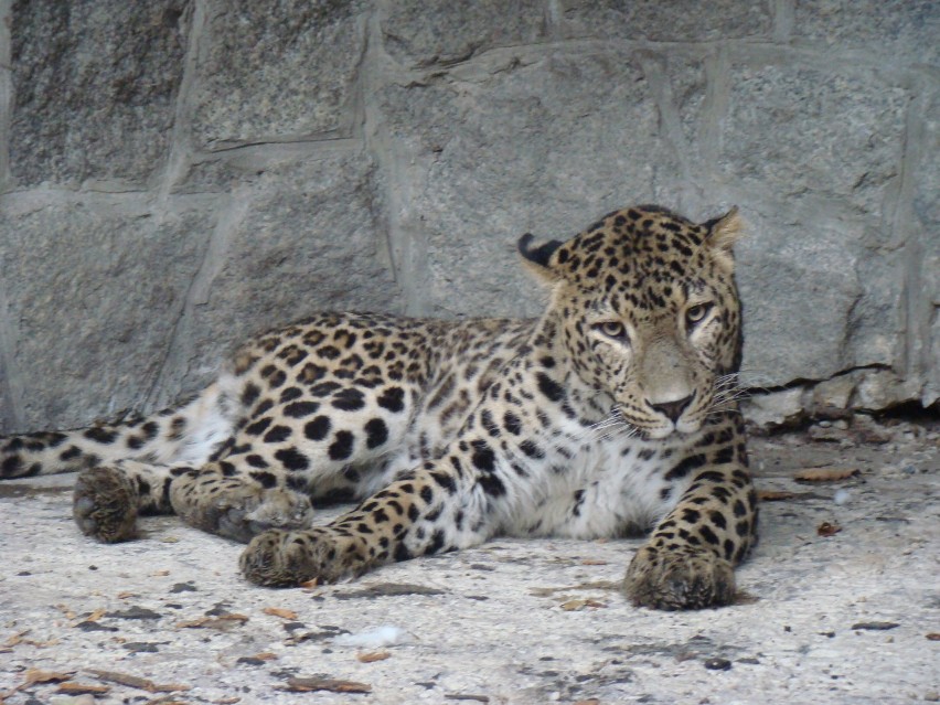 Nocne zwierzaki w śląskim zoo