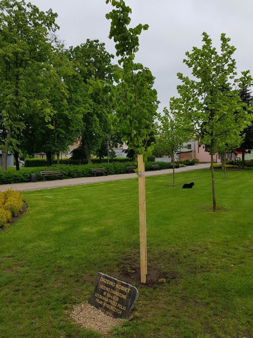 Drzewo Kobiet w Chodzieży: Symbol 100-lecia praw wyborczych kobiet "wrócił" do parku im. Ostrowskiego