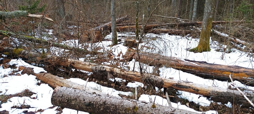 Powalone drzewa zalegające od kilku lat w Puszczy...