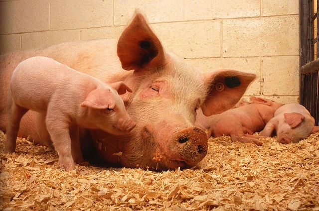 Źródło: http://commons.wikimedia.org/wiki/File:Sow_and_five_piglets.jpg