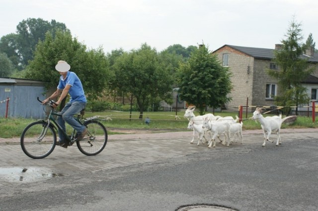 Konin i kozy