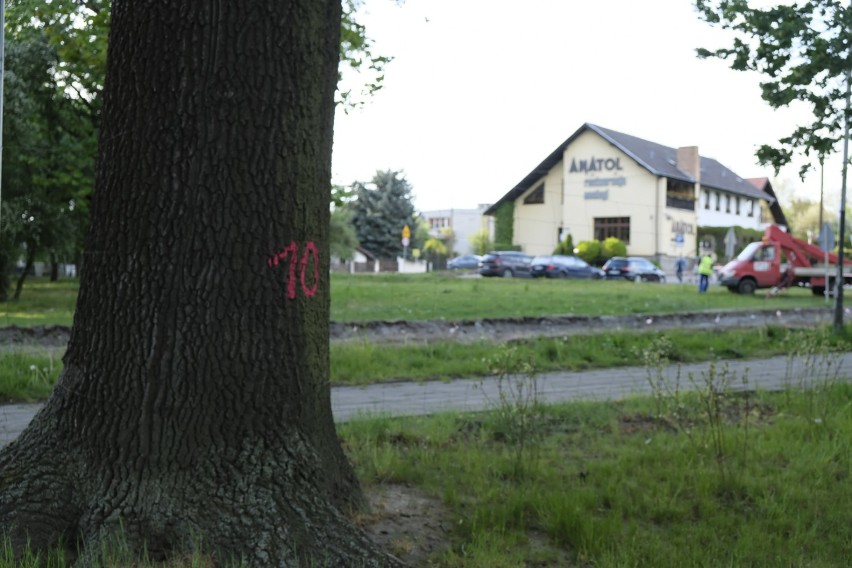 Wycinka drzew w Żarach. Czternaście drzew przy Placu Konstytucji 3 Maja idzie pod topór