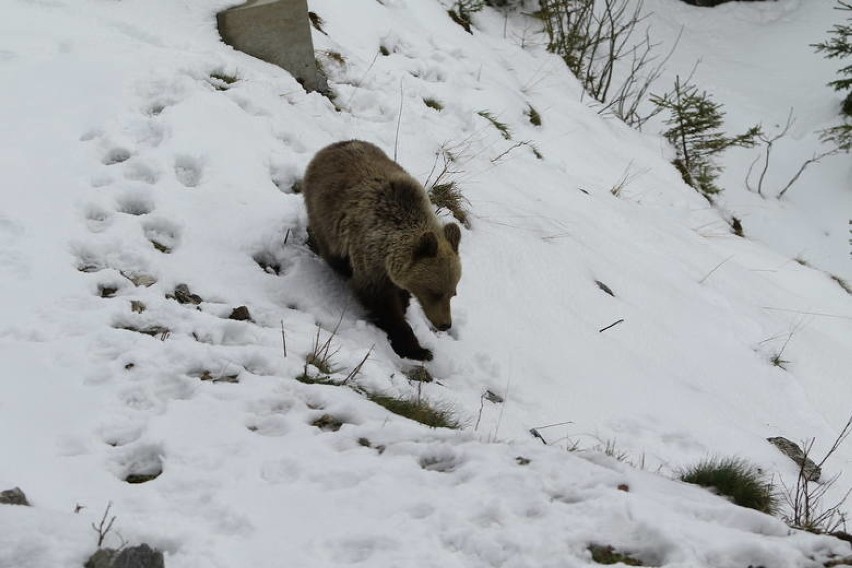 Dotąd niedźwiedzie widywano głównie w Tatrach i Bieszczadach