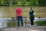 Głogów: Rośnie poziom wody w Odrze. Dziś rano, 21 maja, osiągnął 450 cm. Zdjęcia i film