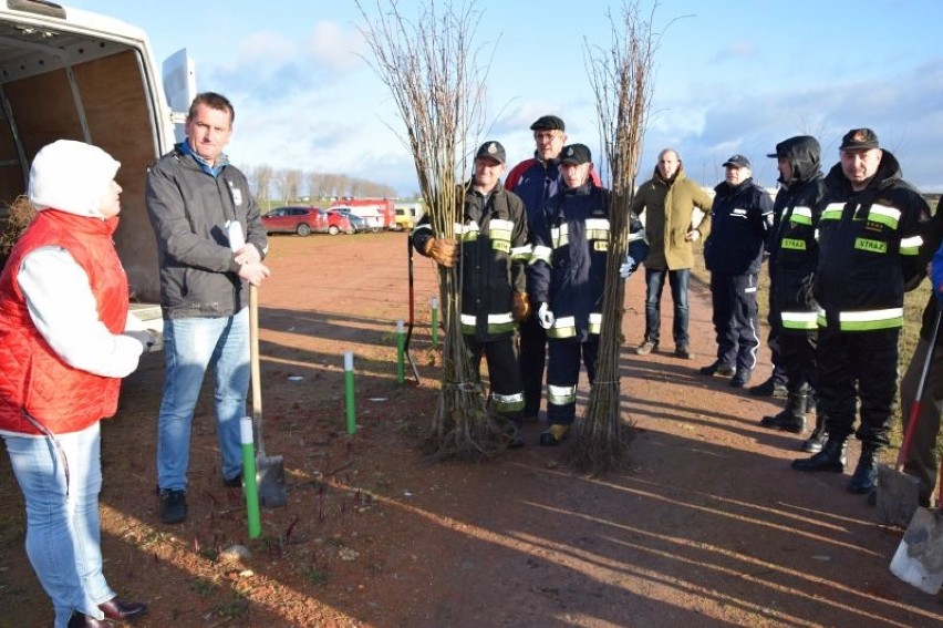 W gminie Osięciny posadzili 600 drzewek [zdjęcia]