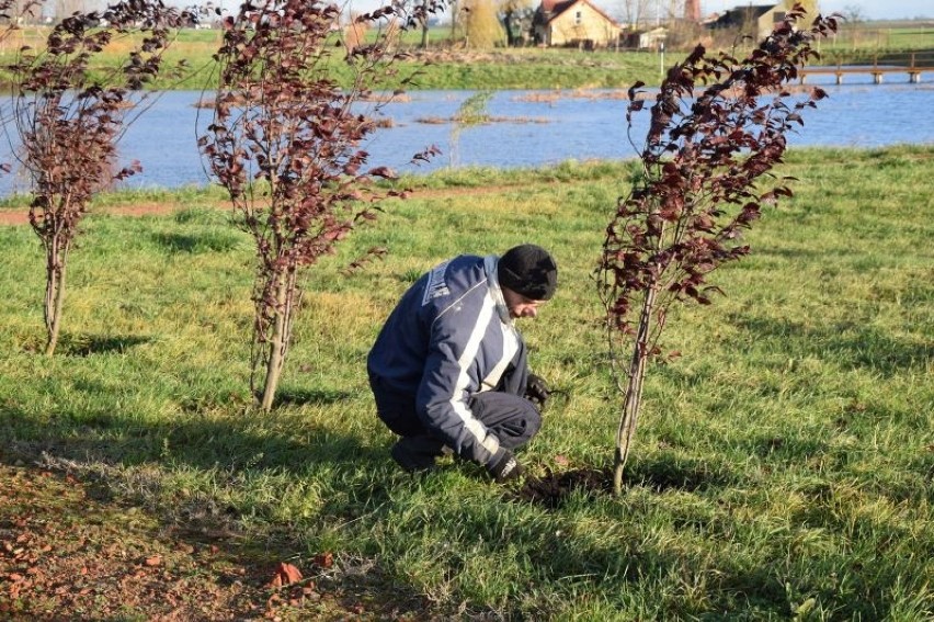 W gminie Osięciny posadzili 600 drzewek [zdjęcia]