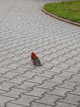 Kraków. Wielobarwna papuga lata po Prądniku Czerwonym. Właściciel poszukiwany