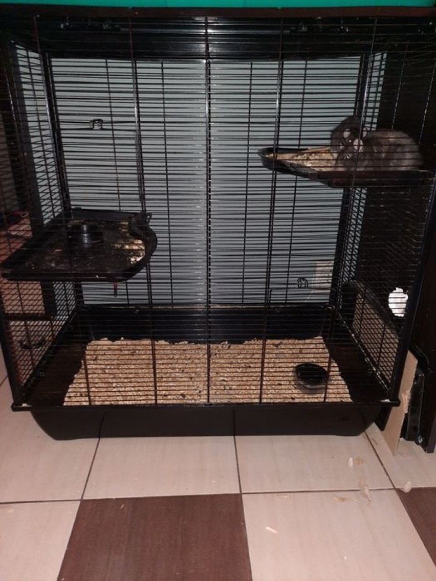 Dwa szczury w klatce