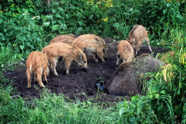 Dziki pojawiają się nie tylko w Toruniu