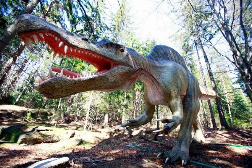 W całej Polsce działa obecnie kilka parków dinozaurów. Tego...