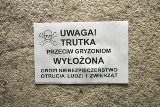 W Ciechanowie ruszyła obowiązkowa deratyzacja