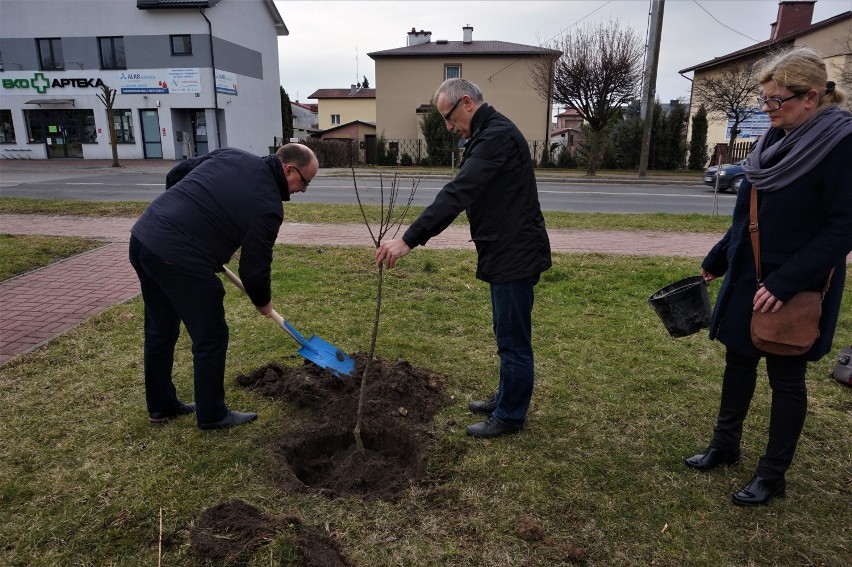 Akcja #DrzewoPlus w Kraśniku. Politycy PO wzięli łopaty w dłonie i sadzili drzewka (ZDJĘCIA)