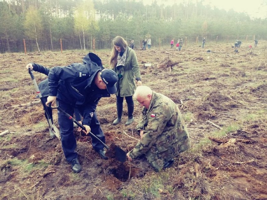 Policjanci i leśnicy sadzili drzewa w ramach akcji "1000 drzew na minutę" ZDJĘCIA
