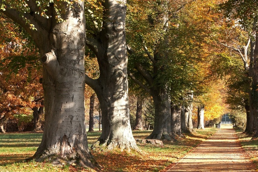 Muzeum - Zamek w Łańcucie zaprasza na spacer po jesiennym parku [ZDJĘCIA]