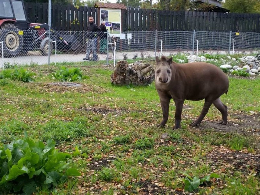 Do zamojskiego zoo przyjechał sympatyczny tapir

W nocy z...