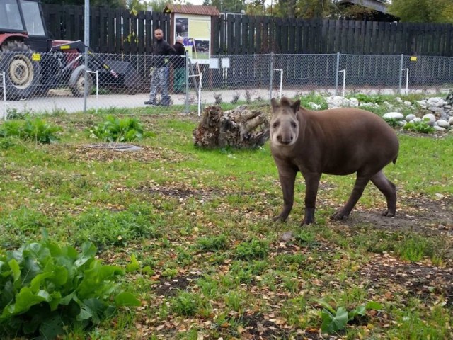 Do zamojskiego zoo przyjechał sympatyczny tapir

W nocy z piątku na sobotę do zamojskiego zoo przyjechała 3-letnia samica tapira. Sympatyczny zwierzak już zaskarbił sobie sympatię pracowników zoo: - Jest oswojona i naprawdę kochana - usłyszeliśmy w ogrodzie. Z tapirem do Zamościa przyjechał też samiec gazeli.

