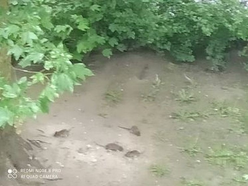 Szczury przy Sucharskiego w Toruniu