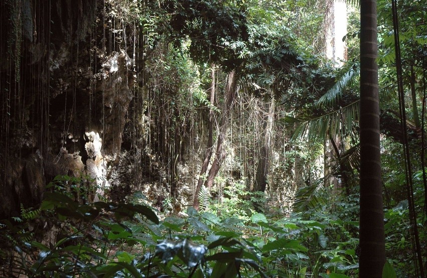 Wnętrze Barbadosu porasta tropikalny las. Można tu spotkać...