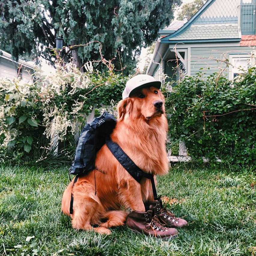 Pies-podróżnik podbija Instagram