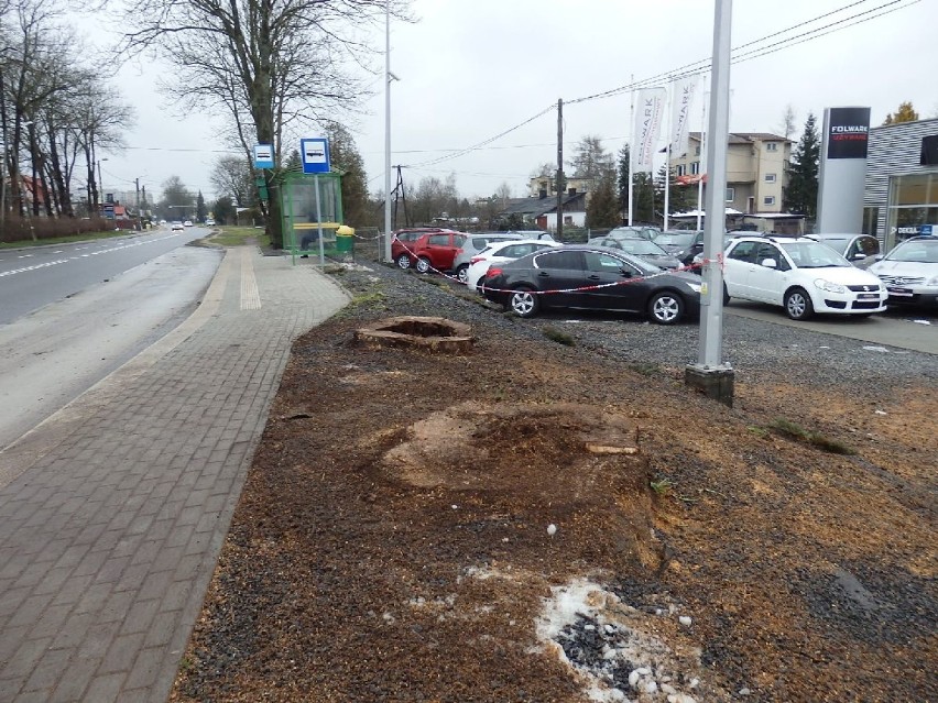 Wycięli drzewa w Kielcach. Ze starych lip zostały spróchniałe pnie 