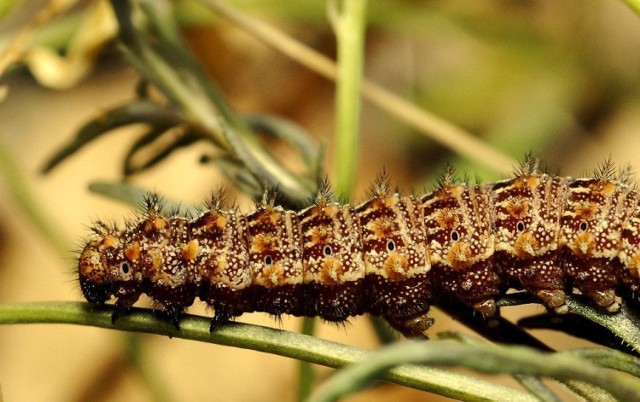 Dostojka latonia (Issoria lathonia), gąsienica