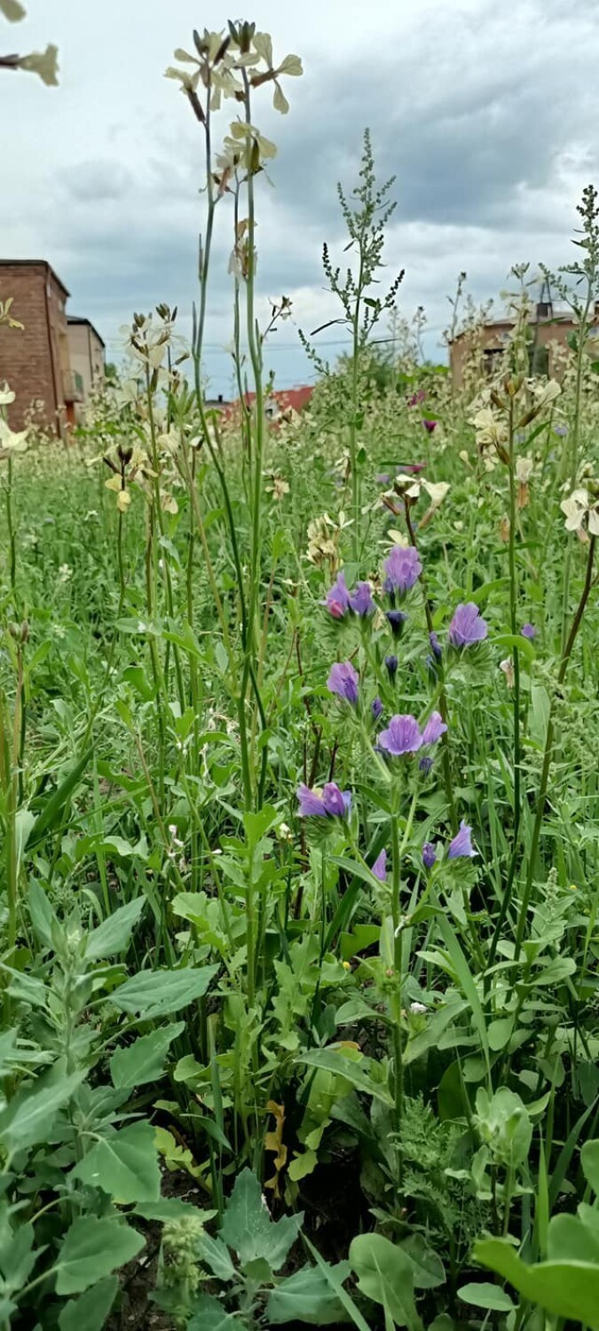 Tak wygląda pierwsza łąka kwietna w Radomsku. Już kwitnie i tętni życiem ZDJĘCIA
