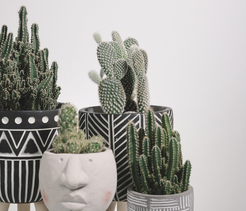 Kaktusy w pomysłowych, oryginalnych donicach