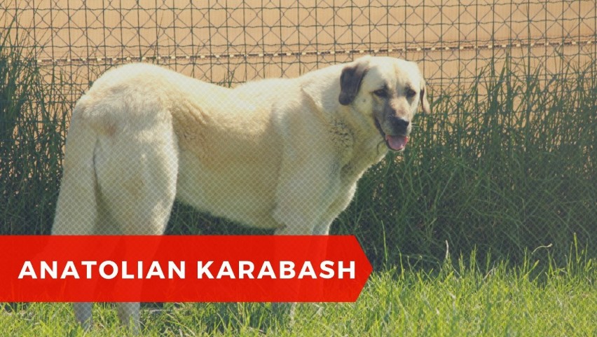 Akbash Dog jest z nim spokrewniony - niektórzy uważają go za...