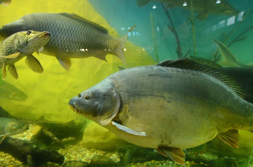 Targi Rybomania 2014: wielkie akwarium