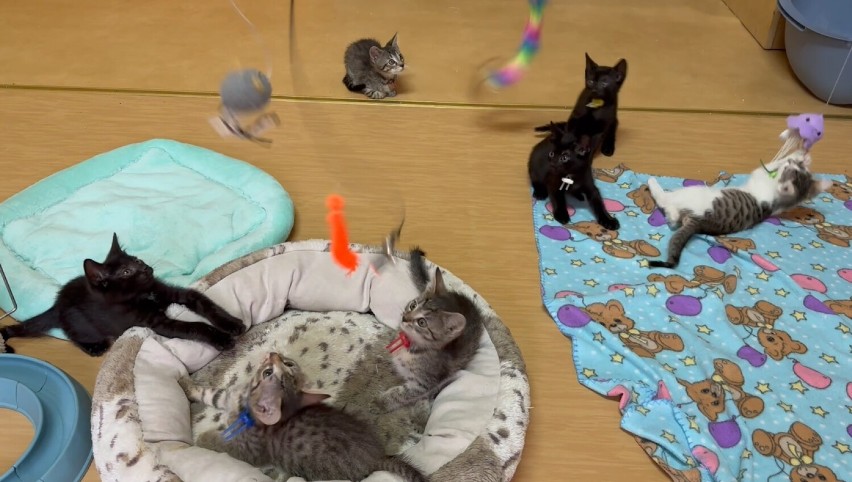 Piękne małe kocięta czekają na adopcję. Są pod opieką wieluńskiej fundacji "Łezka"