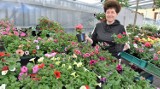 Już czas na zagospodarowanie balkonu i ogrodu. Ile kosztują sadzonki kwiatów i warzyw na chełmskim bazarze?  Zobacz zdjęcia