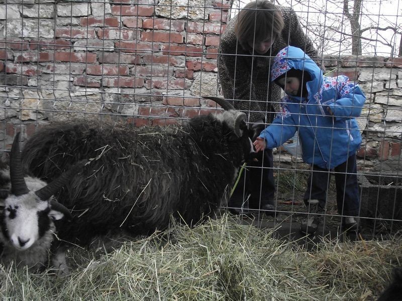 Gołonóg: Żywa szopka w Dąbrowie Górniczej [ZDJĘCIA]