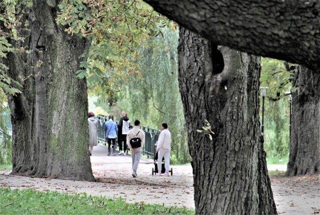 Drzewa współtworzą w Zamościu atmosferę tego unikatowego miasta. Tak jest np. w miejscowym Parku Miejskim (widać to na zdjęciu). Teraz okazy pomnikowe będą poddane pielęgnacji