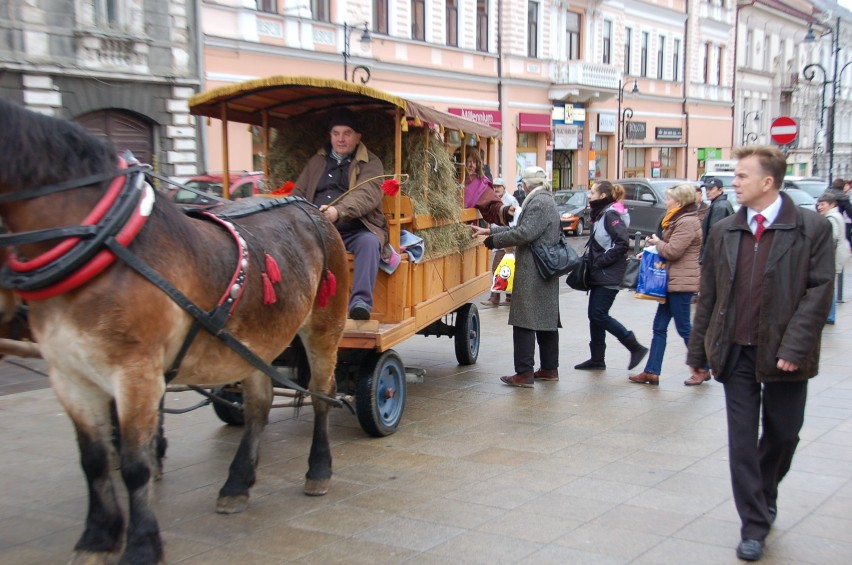 Wóz z sianem na ulicach Tarnowa