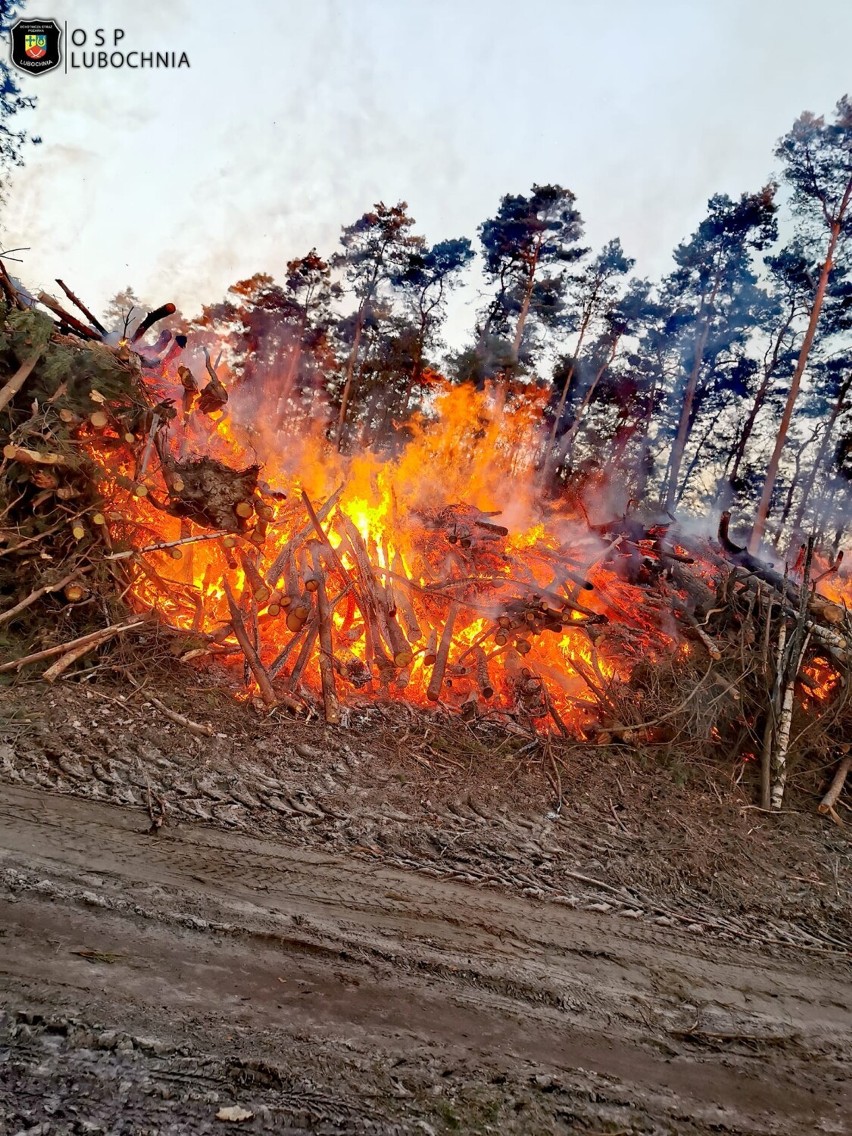 Niebezpieczny pożar sterty drewna w gminie Lubochnia. Strażacy zużyli ponad 40 tys. litrów wody [ZDJĘCIA]
