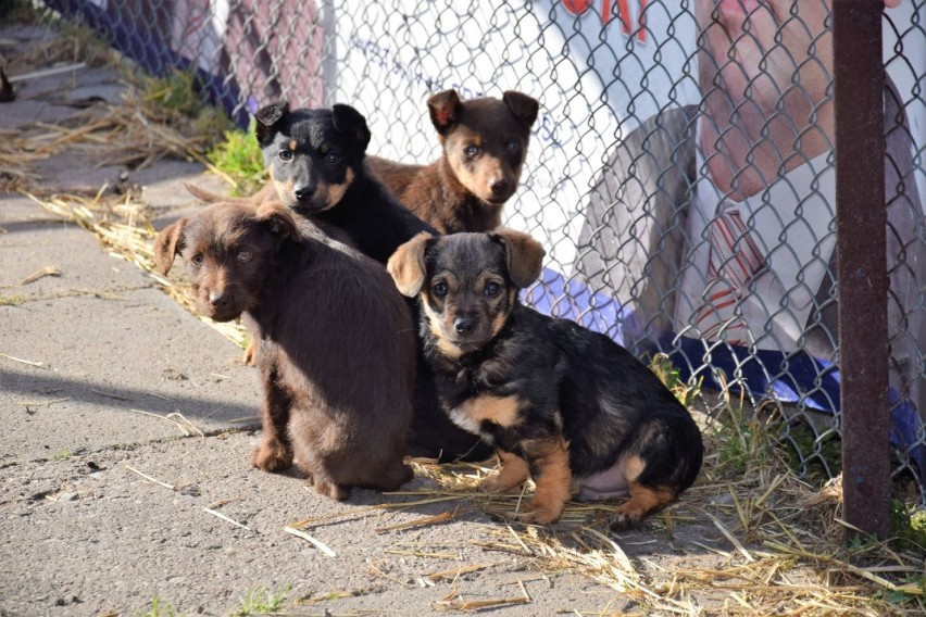  78 psów przebywających w schronisku czeka na adopcję [ZDJĘCIA]