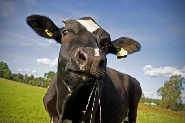 W gminie Dziemiany zaginęła krowa. 63-letni rolnik o ucieczce krasuli poinformował policję