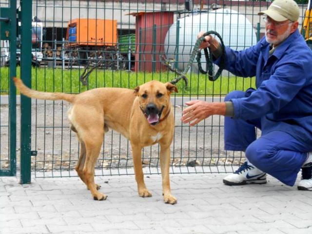 Piesek czeka na właściciela