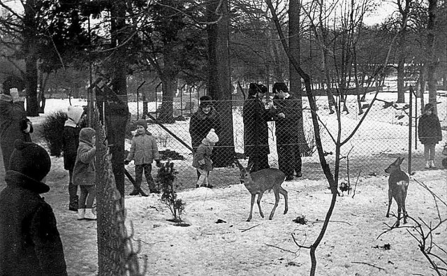 Mini zoo w dzisiejszym Parku Książąt  Pomorskich. Pamięta je  ktoś z was? W redakcji pamiętamy jedynie to koło koszarów przy Piłsudskiego. Też go już nie ma