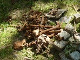 Badania archeologiczne w Rybniku: ruszyły kolejne wykopaliska w Parku na Górce