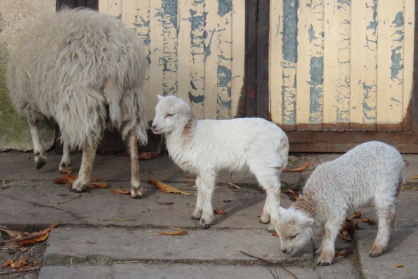 Najmniejsze owce świata urodziły się w Starym Zoo