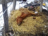 Martwe konie w Mienianach: kiedy kara dla właściciela?
