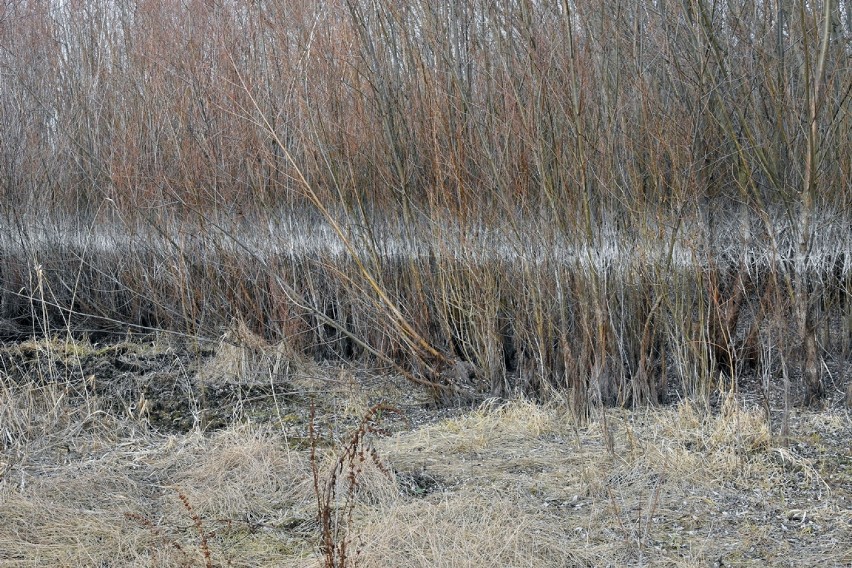 Właśnie się ukazały ruiny zalanej miejscowości Żarek pod Legnicą [ZDJĘCIA]